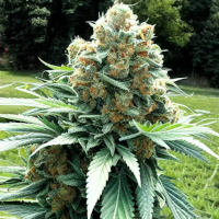 Super Lemon Haze