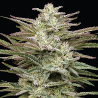 Trainwreck