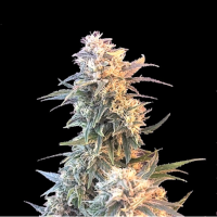 White Russian