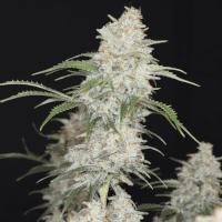 White Widow