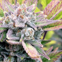Zkittlez