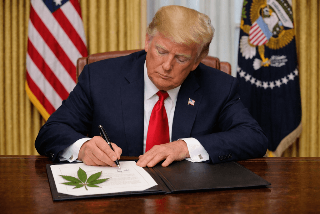 Czy zmiana klasyfikacji marihuany w USA wpłynie na polskie prawo?