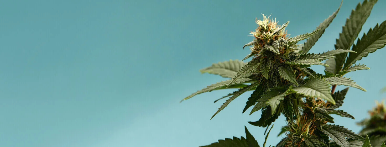 Sklep z nasionami marihuany