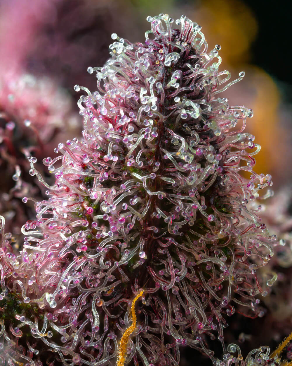 nasiona marihuany cherry poppers barney's farm od barney's farm