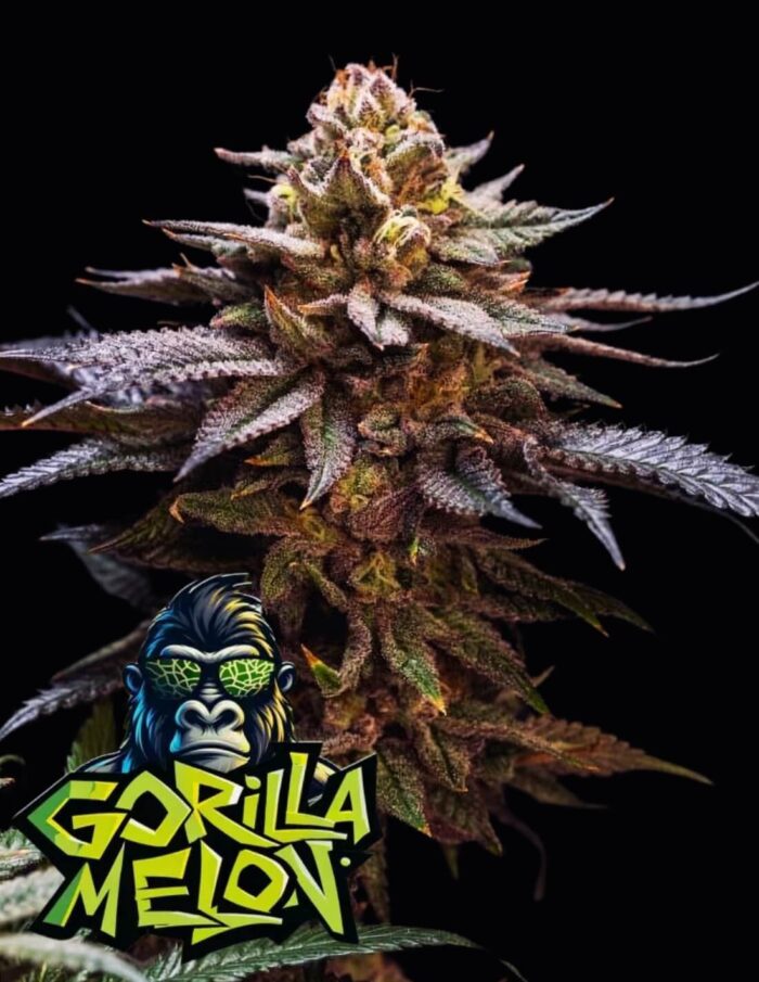 Gorilla Melon