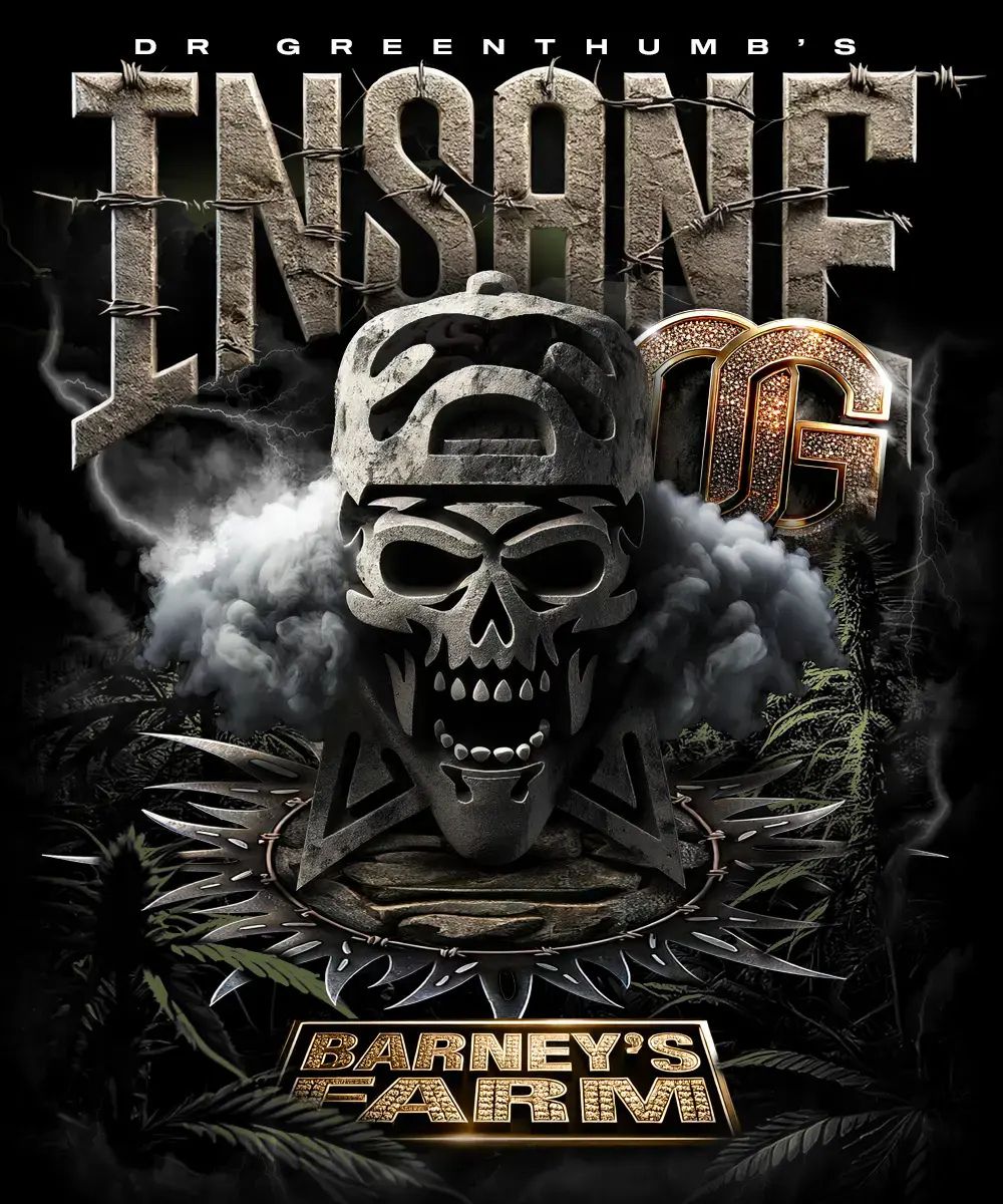 nasiona marihuany insane og od barney's farm