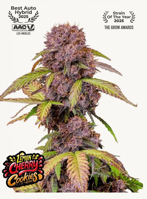 Lemon Cherry Cookies Auto