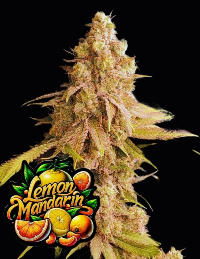 Lemon Mandarin