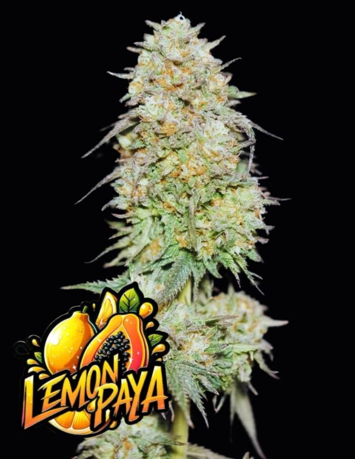 Lemonpaya