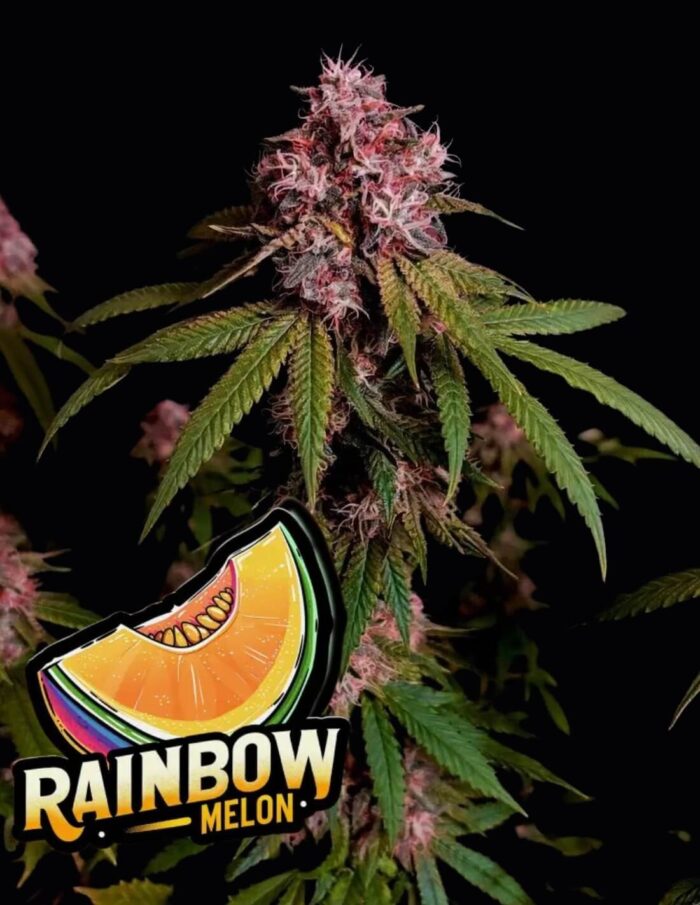 Rainbow Melon