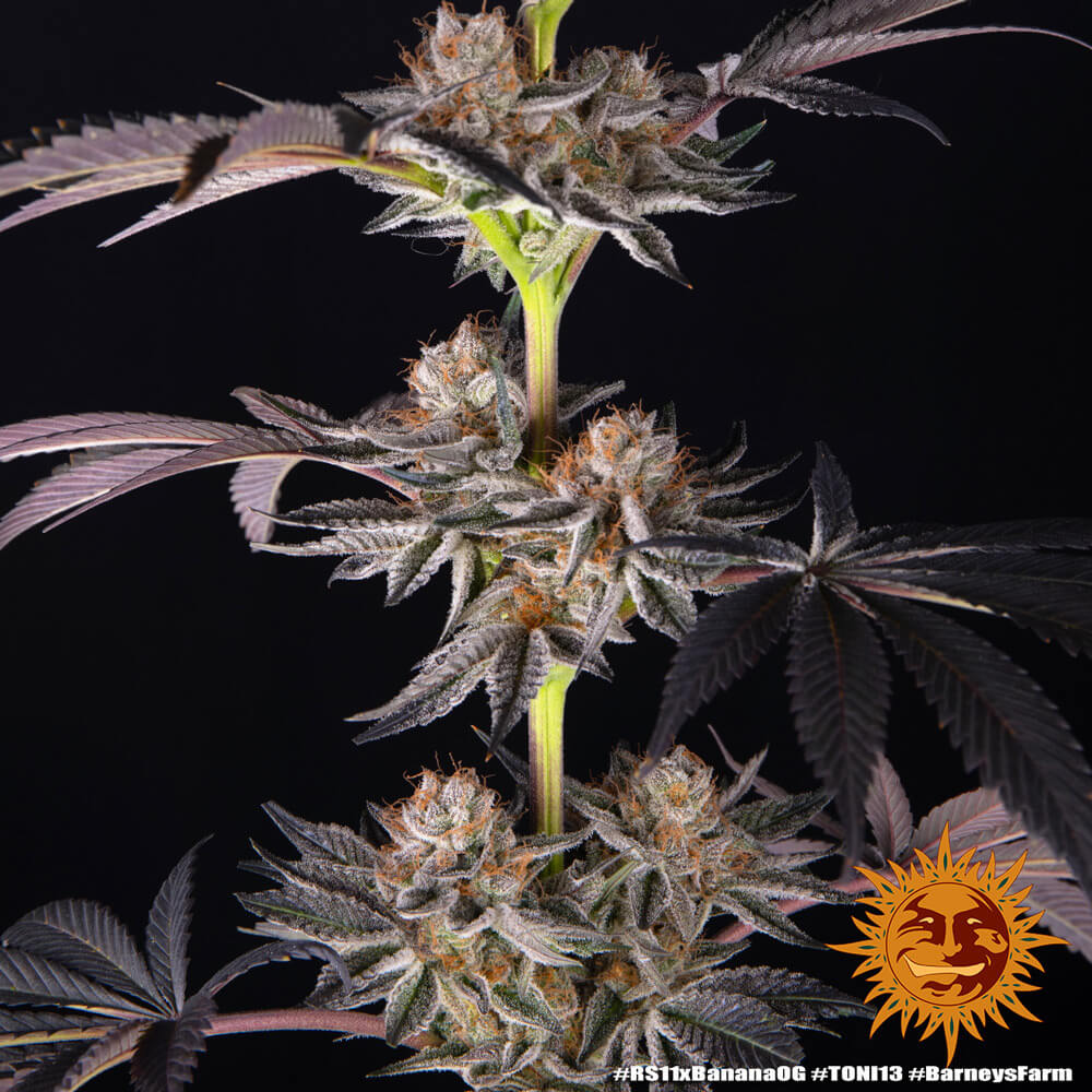 nasiona marihuany rs11 x bananan og od barney's farm