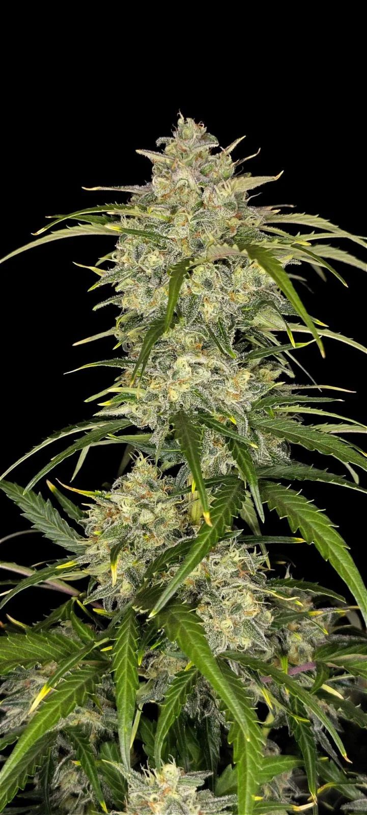 nasiona marihunay sour jealousy auto od fastbuds