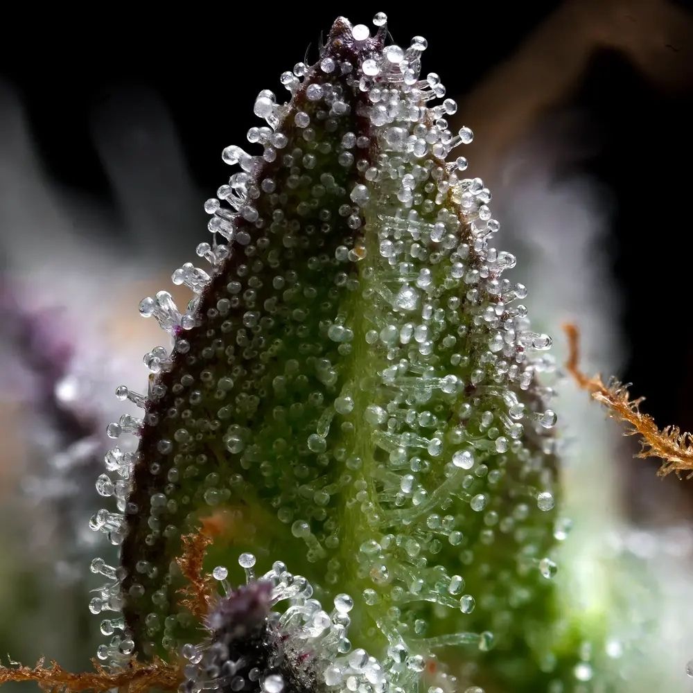 nasiona marihuany zoap od barney's farm