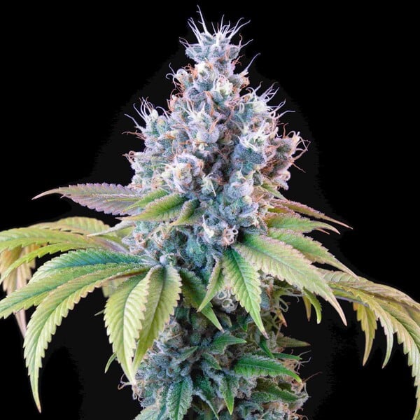 nasiona marihuany dynamite diesel od royal queen seeds