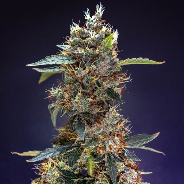 nasiona marihuany grandaddy purple auto od royal queen seeds