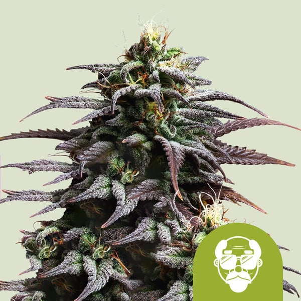 nasiona marihuany grandaddy purple auto od royal queen seeds