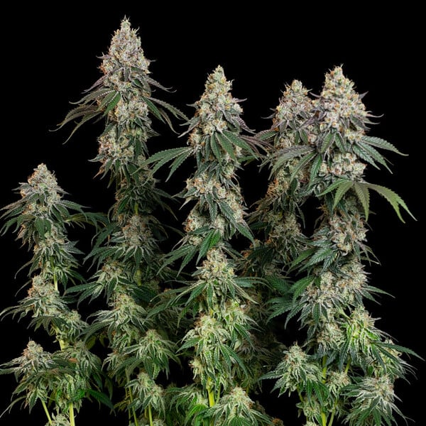 nasiona marihuany grape ape od royal queen seeds