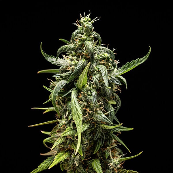 nasiona marihuany nyc sour d auto royal queen seeds