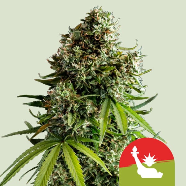 nasiona marihuany nyc sour d auto oroyal queen seeds