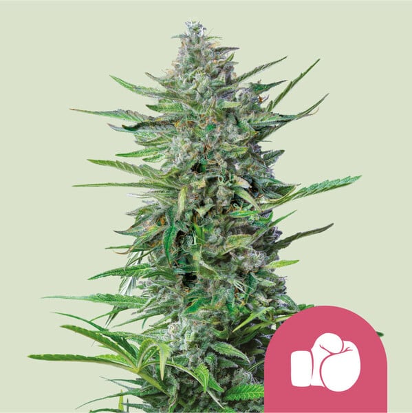 nasiona marihuany purple punch od royal queen seeds