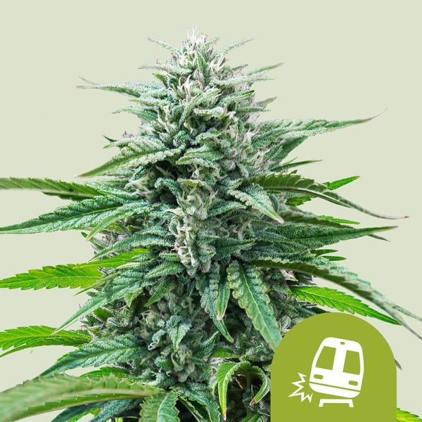 nasiona marihuany trainwreck auto od royal queen seeds