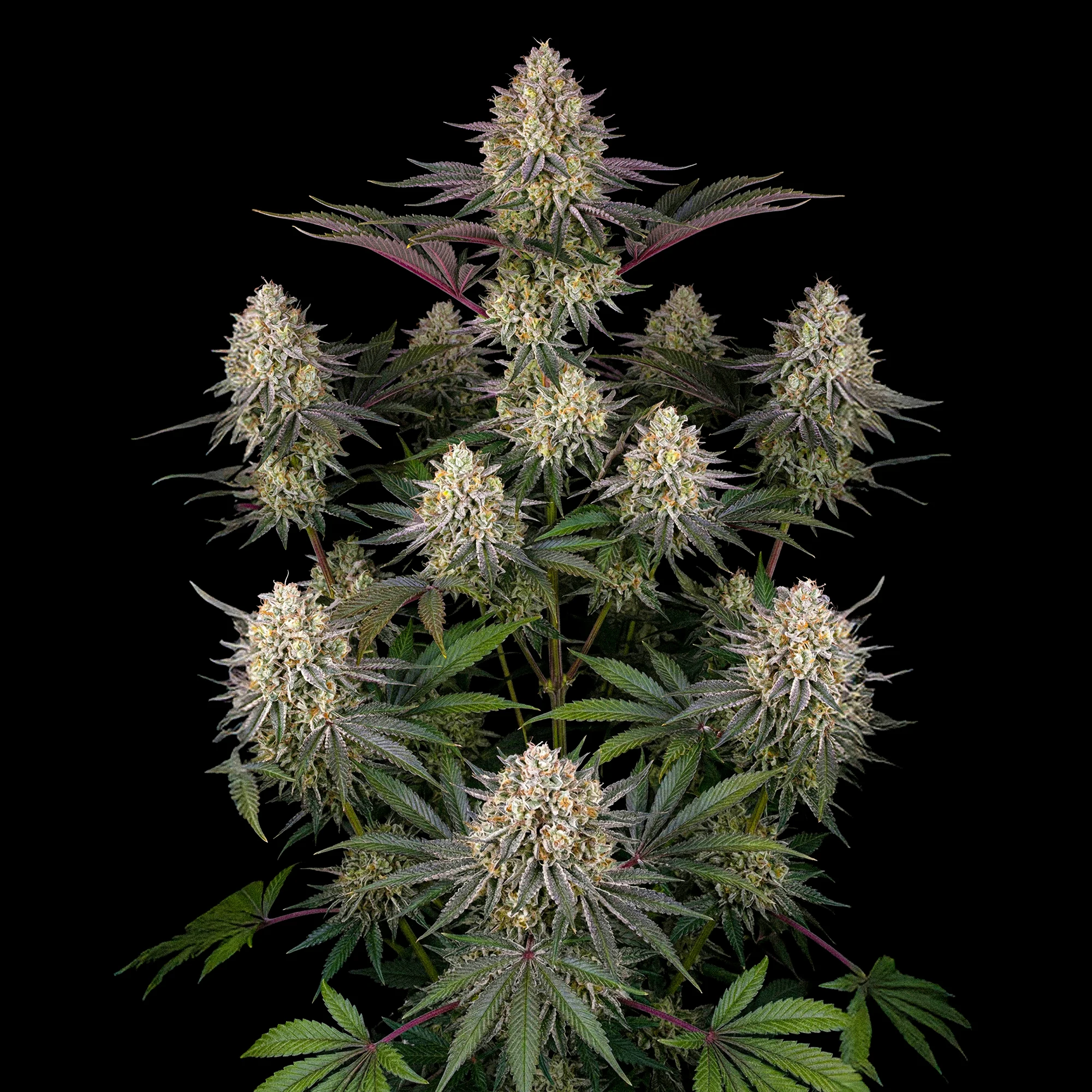 AK 47