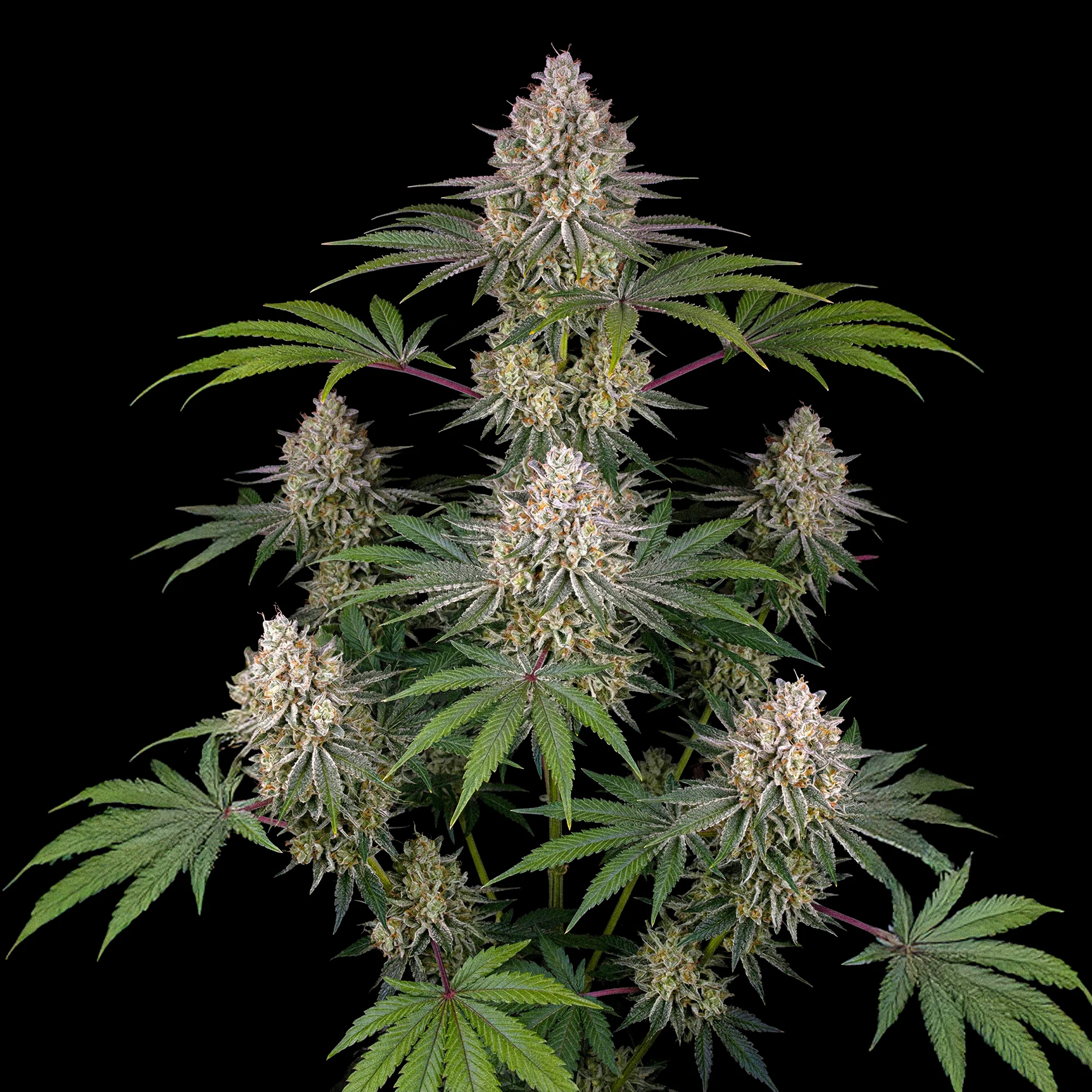 AK 47