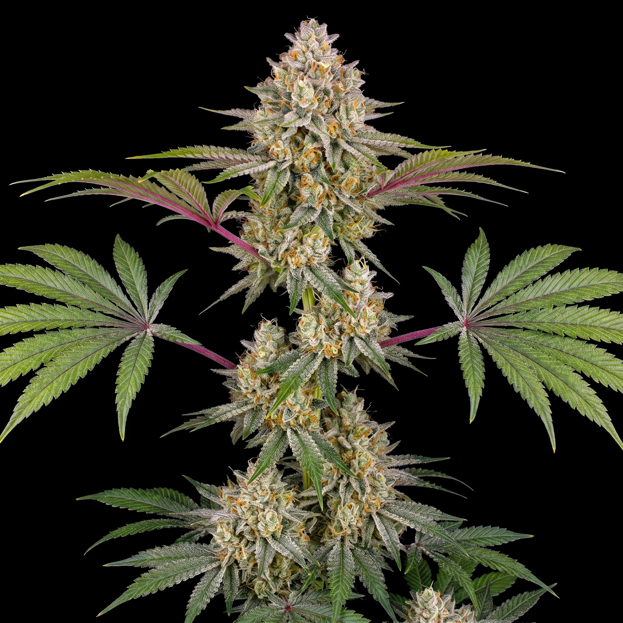 AK 47