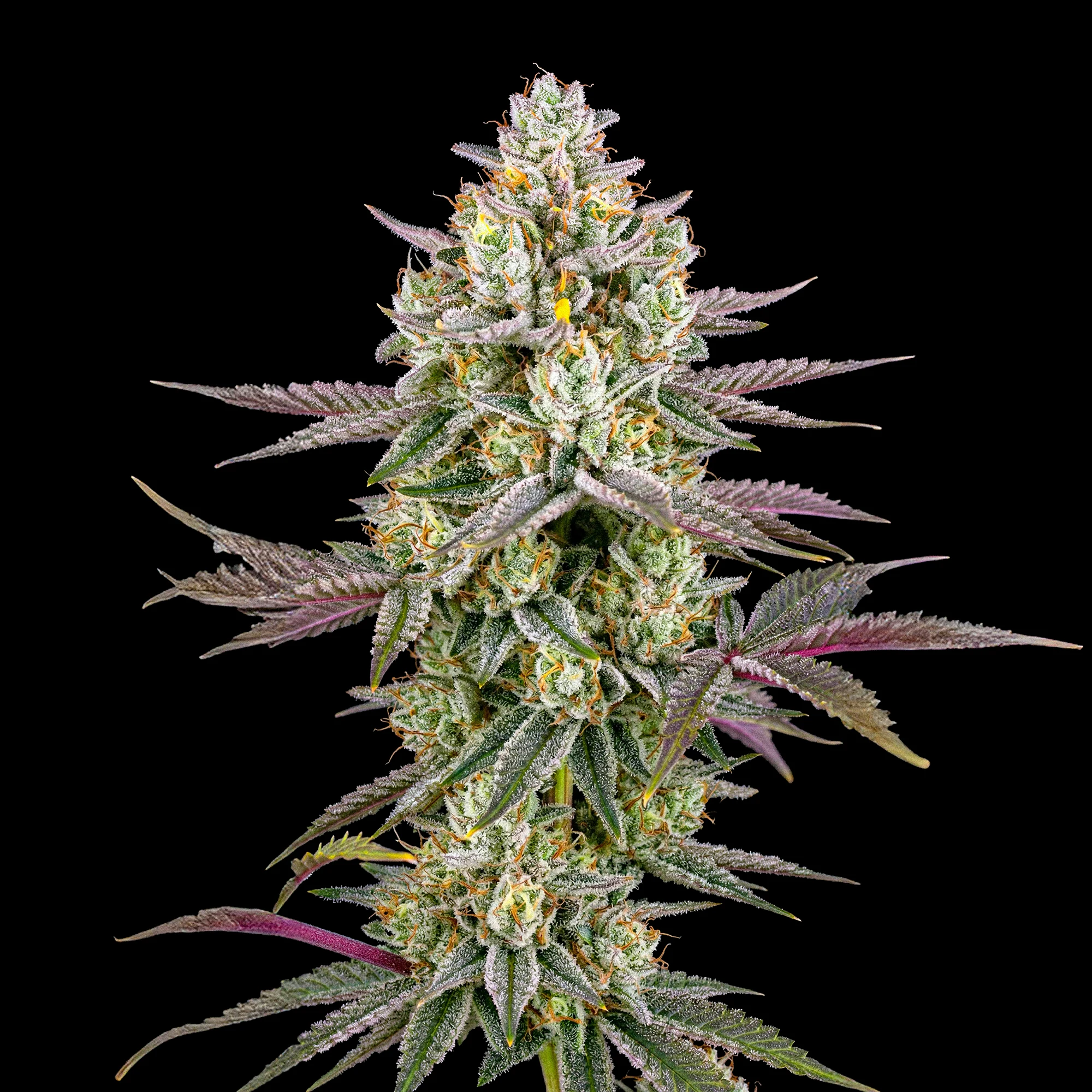 AK 47