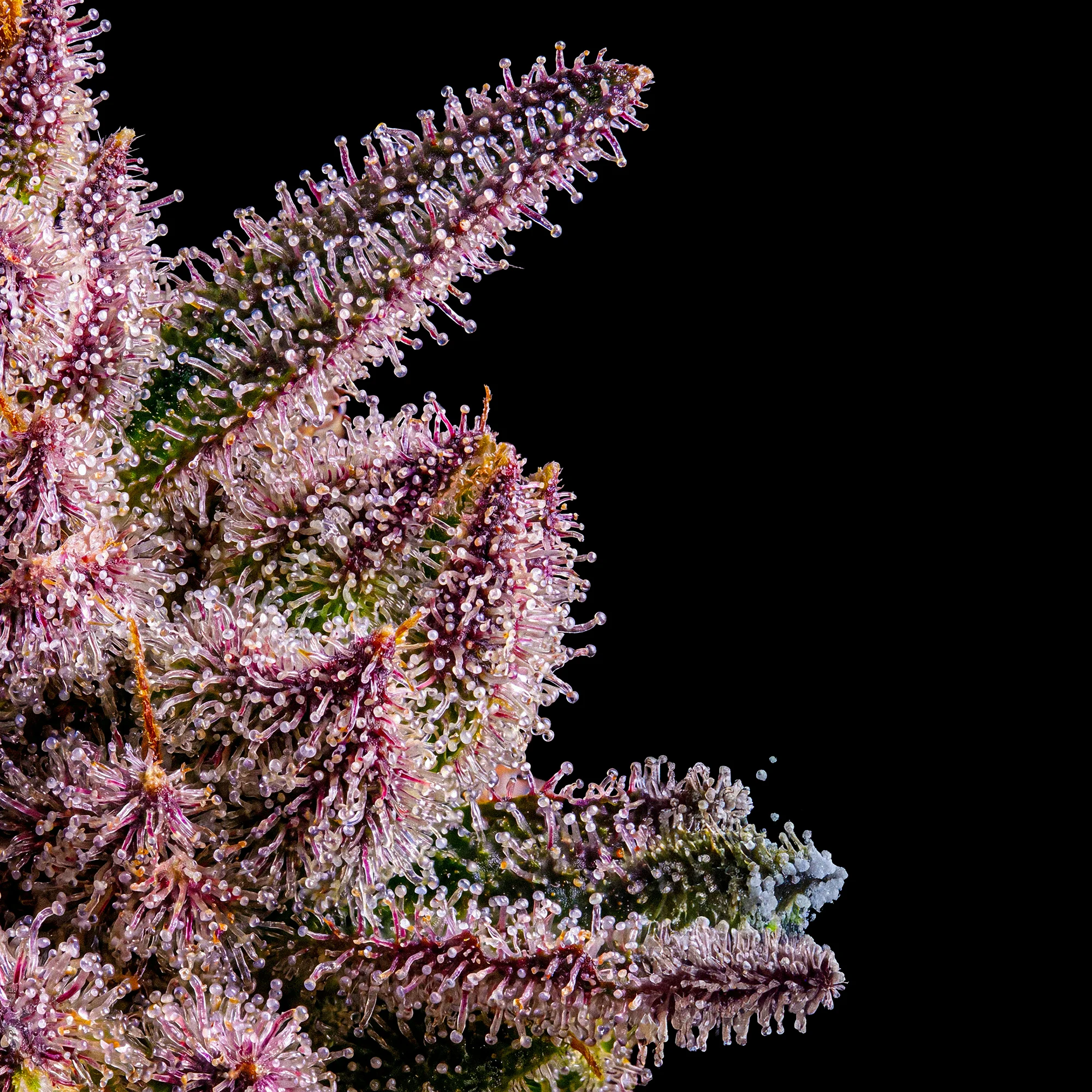 AK 47