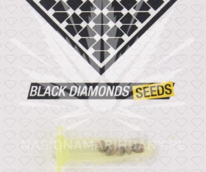 AK 47  Black Diamonds Seeds Nasiona marihuany 