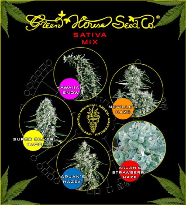 Sativa Mix Green House Seeds Nasiona marihuany