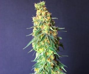 White Domina CBD  Kannabia Seed Company Nasiona marihuany 