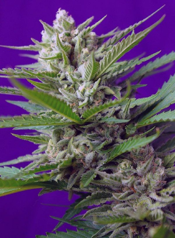 Speed Devil #2 Auto Sweet Seeds Nasiona marihuany