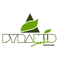 pyramid seeds logo
