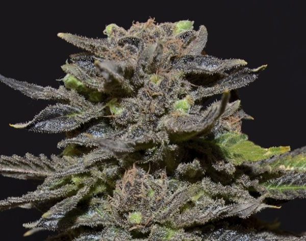 Magma Cbd Seeds Nasiona marihuany