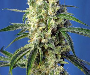 Green Poison CBD®  Sensi Seeds Nasiona marihuany 