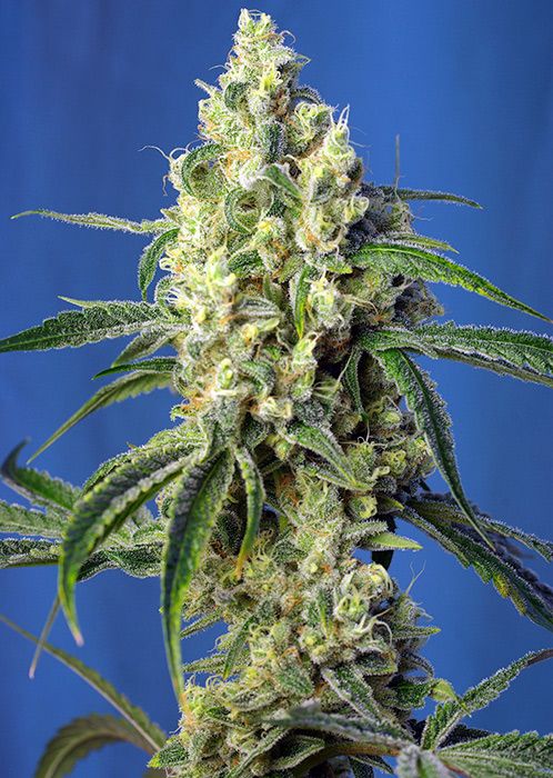 Green Poison CBD® Sensi Seeds Nasiona marihuany