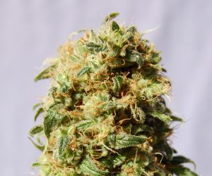 Kaboom  Kannabia Seed Company Nasiona marihuany 