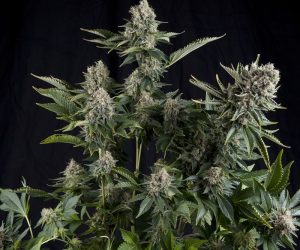 White Widow CBD  Pyramid Seeds Nasiona marihuany 