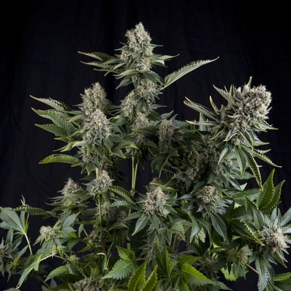 White Widow CBD Pyramid Seeds Nasiona marihuany