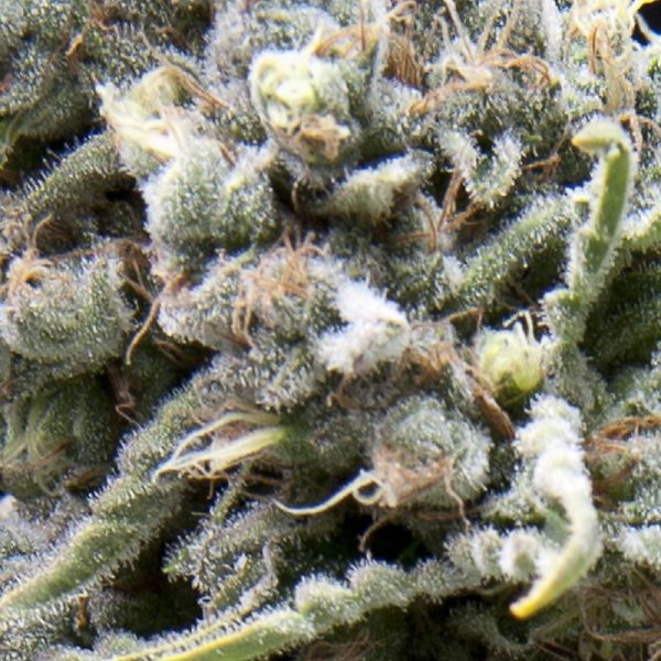 Auto White Widow CBD Pyramid Seeds Nasiona marihuany