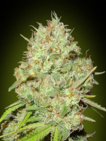 Feminized Collection #1 Advanced Seeds