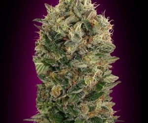 Auto Black Diesel  Advanced Seeds Nasiona marihuany 