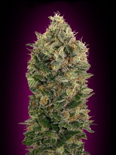 Auto Black Diesel Advanced Seeds Nasiona marihuany