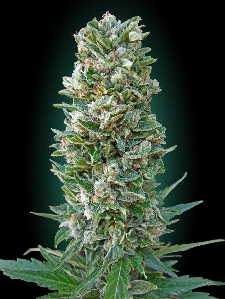 Auto Heavy Bud Advanced Seeds Nasiona marihuany