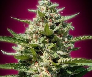 White Kush  Advanced Seeds Nasiona marihuany 