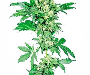 Afghani #1  Sensi Seeds Nasiona marihuany 