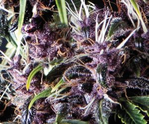 Auto Purple  Pyramid Seeds Nasiona marihuany 