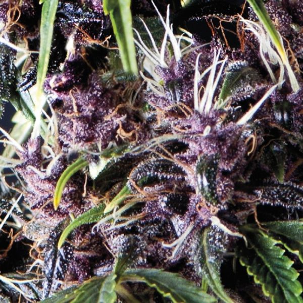 Auto Purple Pyramid Seeds Nasiona marihuany